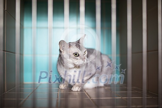 Sick, scared, cat waiting for treatment in a cage of a veterinarian clinic Sick, scared, cat waiting for treatment in a cage of a veterinarian clinic