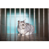 Sick, scared, cat waiting for treatment in a cage of a veterinarian clinic