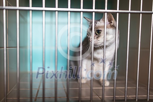 Sick, scared, cat waiting for treatment in a cage of a veterinarian clinic Sick, scared, cat waiting for treatment in a cage of a veterinarian clinic