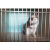 Sick, scared, cat waiting for treatment in a cage of a veterinarian clinic