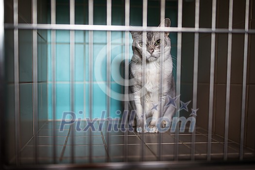 Sick, scared, cat waiting for treatment in a cage of a veterinarian clinic Sick, scared, cat waiting for treatment in a cage of a veterinarian clinic