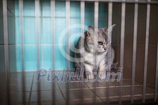 Sick, scared, cat waiting for treatment in a cage of a veterinarian clinic Sick, scared, cat waiting for treatment in a cage of a veterinarian clinic