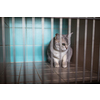 Sick, scared, cat waiting for treatment in a cage of a veterinarian clinic