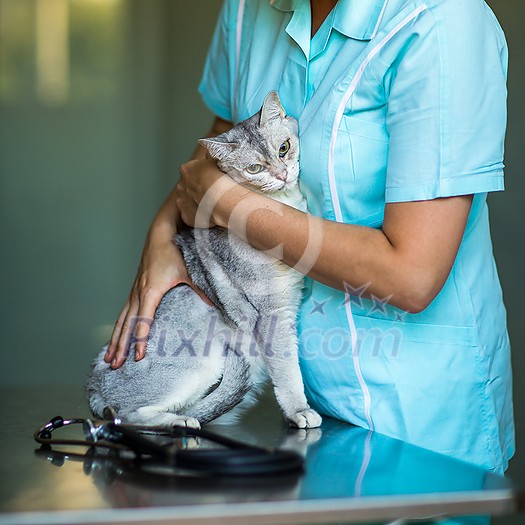 Sick cat being examined by a vet doctor in a veterinarian clinic Sick cat being examined by a vet doctor in a veterinarian clinic