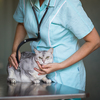 Sick cat waiting for treatment in cage of veterinarian clinic