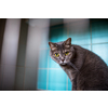 Sick cat waiting for treatment in cage of veterinarian clinic