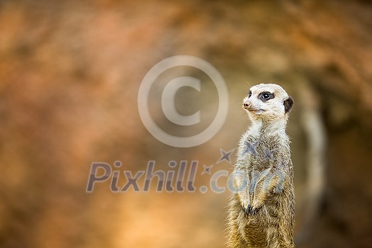 Watchful meerkat standing guard Watchful meerkat standing guard