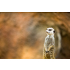 Watchful meerkat standing guard
