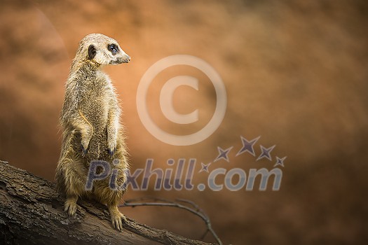 Watchful meerkat standing guard Watchful meerkat standing guard