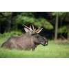 European Moose, Alces alces, also known as the elk