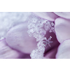 Snowflakes, ice and frost on a pink flower petal.
