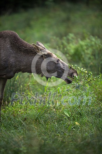 European Moose, Alces alces, also known as the elk European Moose, Alces alces, also known as the elk