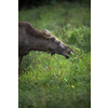 European Moose, Alces alces, also known as the elk