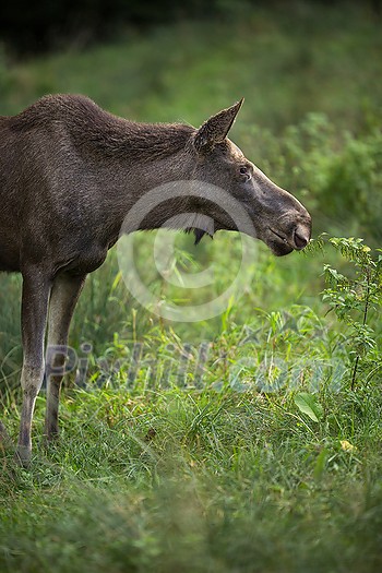 European Moose, Alces alces, also known as the elk European Moose, Alces alces, also known as the elk