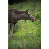 European Moose, Alces alces, also known as the elk