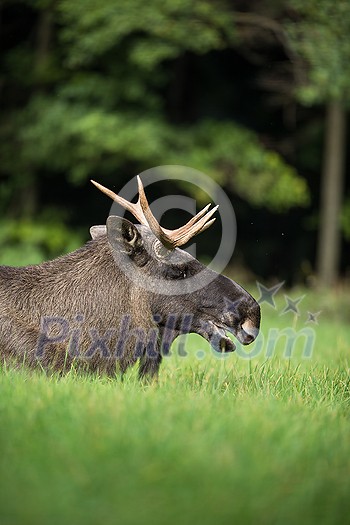 European Moose, Alces alces, also known as the elk European Moose, Alces alces, also known as the elk