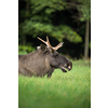 European Moose, Alces alces, also known as the elk