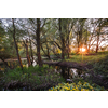 Beautiful riparian forest scenery on a lovely summer evening