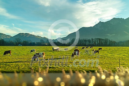 Spring landscape with cows are grazing on a green pasture on the background of mountains and blue cloudy sky. Farming and ecological food concept. Spring landscape with cows are grazing on a green pasture on the background of mountains and blue cloudy sky. Farming and ecological food concept.