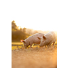 Pigs eating on a meadow in an organic meat farm - wide angle lens shot