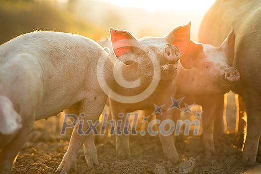 Pigs eating on a meadow in an organic meat farm - wide angle lens shot Pigs eating on a meadow in an organic meat farm - wide angle lens shot