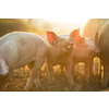 Pigs eating on a meadow in an organic meat farm - wide angle lens shot