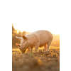 Pigs eating on a meadow in an organic meat farm - wide angle lens shot