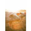 Pigs eating on a meadow in an organic meat farm - wide angle lens shot
