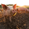Pigs eating on a meadow in an organic meat farm - wide angle lens shot