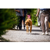 Cute old dog being walked by his master