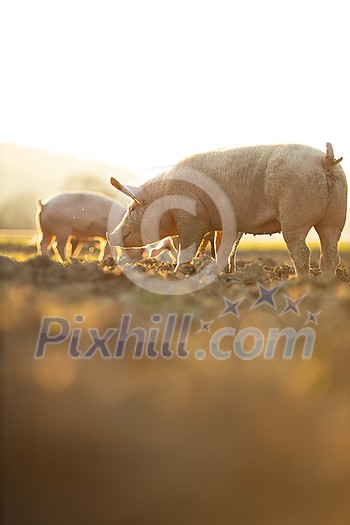 Pigs eating on a meadow in an organic meat farm - wide angle lens shot Pigs eating on a meadow in an organic meat farm - wide angle lens shot
