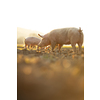 Pigs eating on a meadow in an organic meat farm - wide angle lens shot