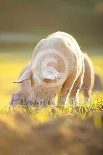 Pigs eating on a meadow in an organic meat farm - wide angle lens shot Pigs eating on a meadow in an organic meat farm - wide angle lens shot