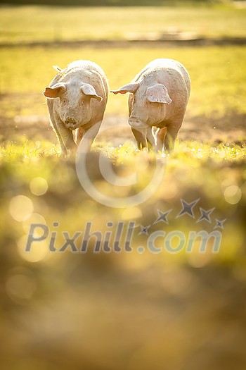 Pigs eating on a meadow in an organic meat farm - wide angle lens shot Pigs eating on a meadow in an organic meat farm - wide angle lens shot