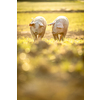 Pigs eating on a meadow in an organic meat farm - wide angle lens shot