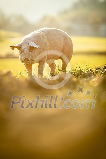 Pigs eating on a meadow in an organic meat farm - wide angle lens shot