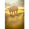 Pigs eating on a meadow in an organic meat farm - wide angle lens shot