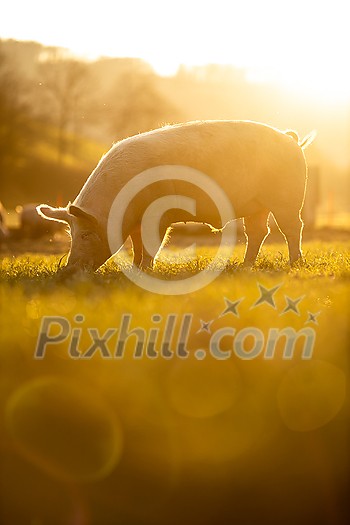 Pigs eating on a meadow in an organic meat farm - wide angle lens shot Pigs eating on a meadow in an organic meat farm - wide angle lens shot