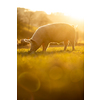 Pigs eating on a meadow in an organic meat farm - wide angle lens shot
