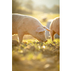 Pigs eating on a meadow in an organic meat farm - wide angle lens shot