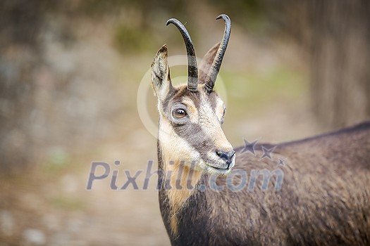 Chamois (Rupicapra rupicapra) within its natural habitat - high mountains Chamois (Rupicapra rupicapra) within its natural habitat - high mountains