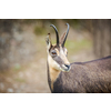 Chamois (Rupicapra rupicapra) within its natural habitat - high mountains