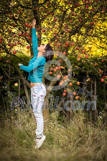 Cute young woman picking apples in an orchard having fun harvesting the ripe fruits of her family's labour(color toned image) Cute young woman picking apples in an orchard having fun harvesting the ripe fruits of her family's labour(color toned image)