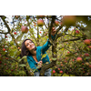 Cute young woman picking apples in an orchard having fun harvesting the ripe fruits of her family's labour(color toned image)