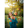 Cute young woman picking apples in an orchard having fun harvesting the ripe fruits of her family's labour(color toned image)