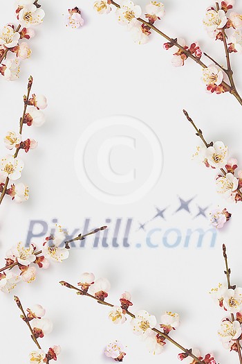 Congratulation card from creative frame with blooming natural twigs of tender pink apricot tree on a white background, copy space. Congratulation card from creative frame with blooming natural twigs of tender pink apricot tree on a white background, copy space.
