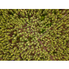 Bird eye's top view from flying drone above landscape green forest area with crossed dirt roads in a summer day.