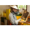 Beekeeper in an apiary holding a frame of honeycomb covered with swarming bees