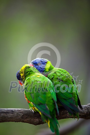 A pair of Rainbow Lorikeets being romantic on a tree branch (Trichoglossus haematodus) A pair of Rainbow Lorikeets being romantic on a tree branch (Trichoglossus haematodus)