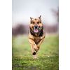 Fast running german shepherd dog